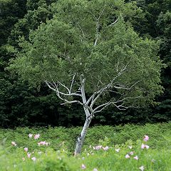 26位のイメージ