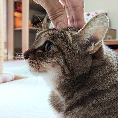 ゆるりん坊主のつぶやき 人気ブログランキング