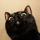 98位のイメージ