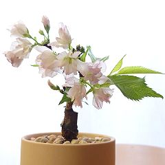 92位のイメージ