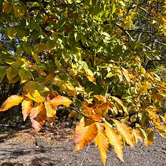 44位のイメージ