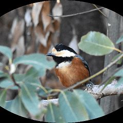 39位のイメージ