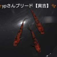 54位のイメージ