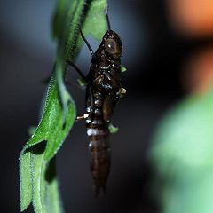 529位のイメージ