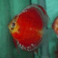 84位のイメージ