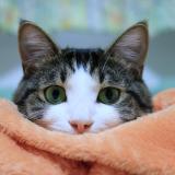 39位のイメージ