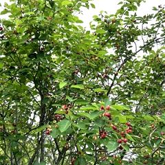 88位のイメージ