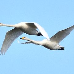 71位のイメージ