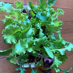 17位のイメージ