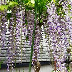 137位のイメージ