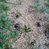 475位のイメージ