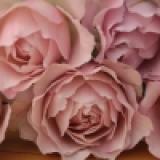 135位のイメージ