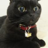 556位のイメージ