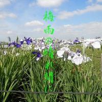 2594位のイメージ