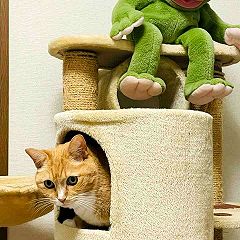 31位のイメージ