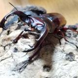 49位のイメージ