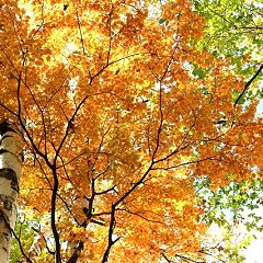 582位のイメージ