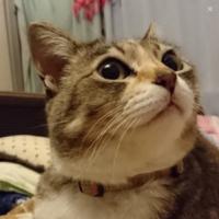 61位のイメージ