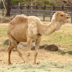 98位のイメージ