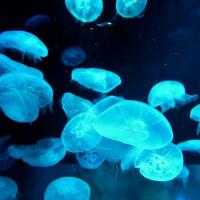 56位のイメージ