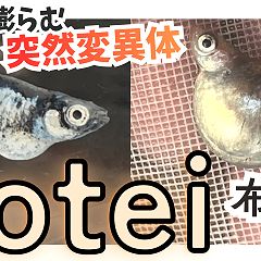 55位のイメージ