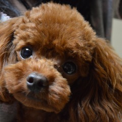 17位のイメージ