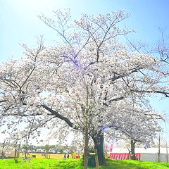 59位のイメージ