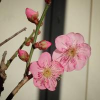 13位のイメージ