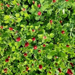 39位のイメージ