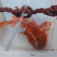 20位のイメージ