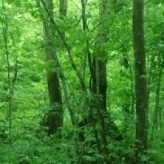 51位のイメージ