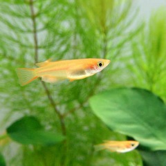 36位のイメージ