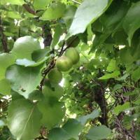 96位のイメージ