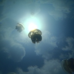 52位のイメージ