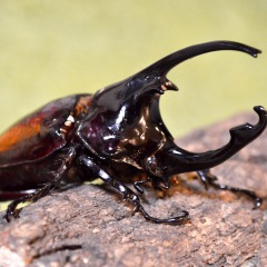 28位のイメージ