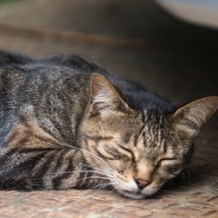 11位のイメージ