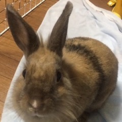 ライオンラビットのうさぎのモコちゃん日記 人気ブログランキング