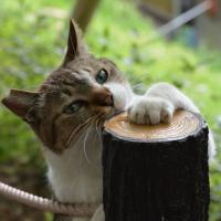 37位のイメージ