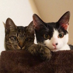 1115位のイメージ