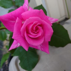 62位のイメージ