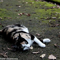 78位のイメージ