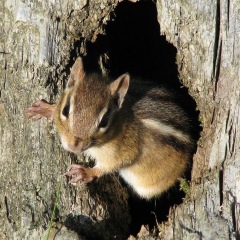 59位のイメージ