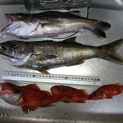 231位のイメージ