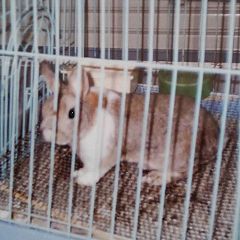 11位のイメージ