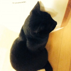 113位のイメージ