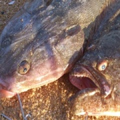 41位のイメージ