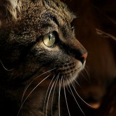 239位のイメージ