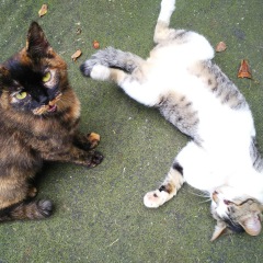 60位のイメージ