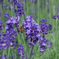 33位のイメージ