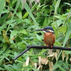 75位のイメージ